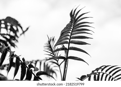 Green Fern Leaf, Macro Photography, Banner, Fern Flower, Symmetry Nature, Botany