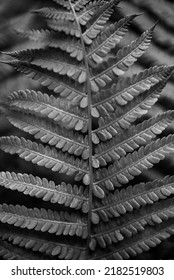 Green Fern Leaf, Macro Photography, Banner, Fern Flower, Symmetry Nature, Botany