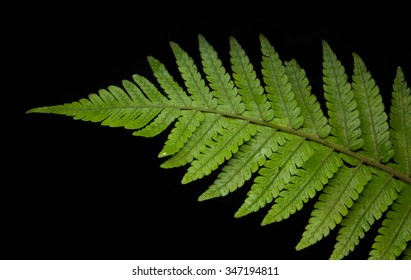 Green Fern Leaf On Black Background