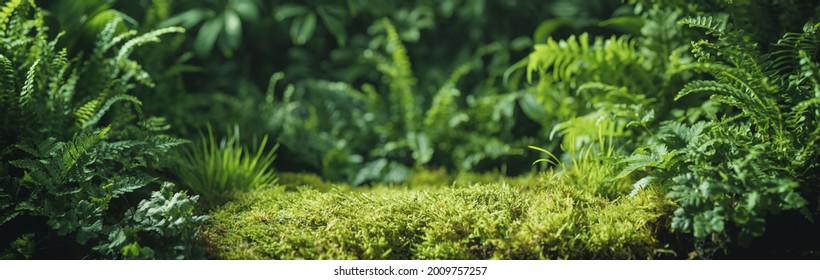 Green fern leaf texture, nature background, tropical leaf