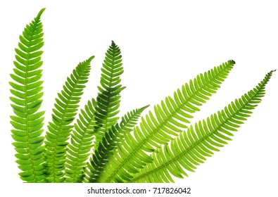 Green fern leaves ( Blechnum spicant ) isolated on white background.