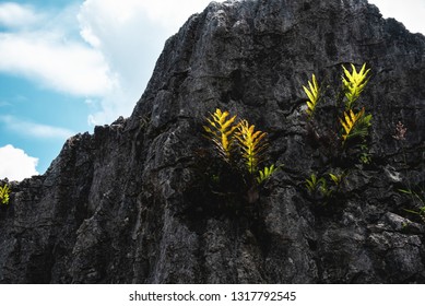 Green Fern Leaves Growing On Hard Granite Volcanic Rock. Concept Of Persistence In Overcome Hardship Or Adversity And Grow Throughout Difficulty