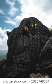 Green Fern Leaves Growing On The Top Of Hard Granite Volcanic Rock With Cloudy Blue Sky In Background. Concept Of Persistence In Overcome Hardship Or 
 Adversity And Grow Throughout Difficulty