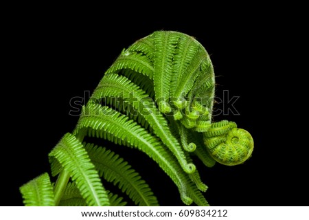 Similar – Image, Stock Photo Hair and spines