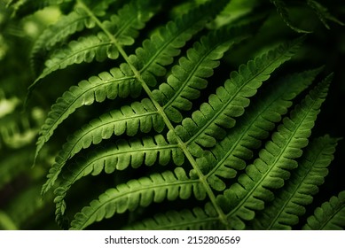 green fern leaves petals background. Vibrant green foliage. Tropical leaf. Exotic forest plant. Botany concept. Ferns jungles close up. jungle atmosphere and calm zen meditation - Shutterstock ID 2152806569