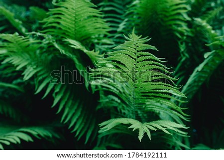 green fern leaves wallpaper. Forest, nature, green background 