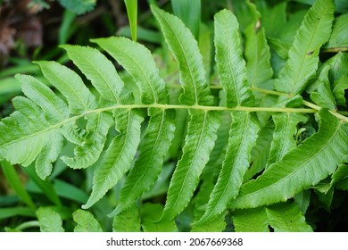 Green fern with a natural background. Indonesian call it pakis - Shutterstock ID 2067669368