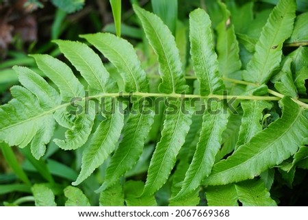 Green fern with a natural background. Indonesian call it pakis