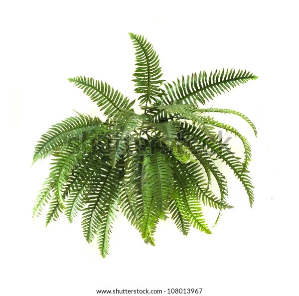 Green Fern On White Background Stock Photo (Edit Now) 108013967