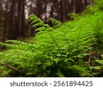 Green fern plants in nature landscape. Fern plants in forest. Fresh green tropical foliage. Rainforest jungle landscape. Green plants nature wallpaper. Organic nature background.