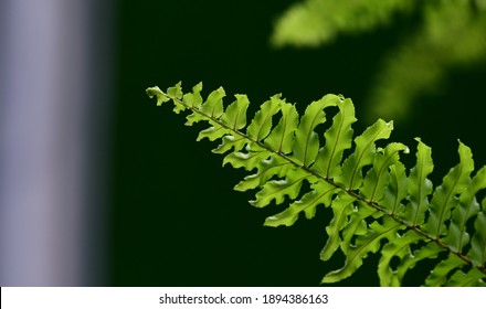 Paku Pakis High Res Stock Images Shutterstock