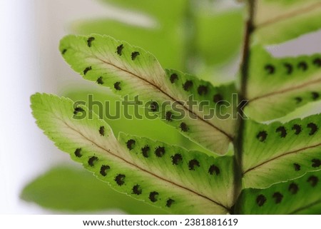 Green fern spores close up
