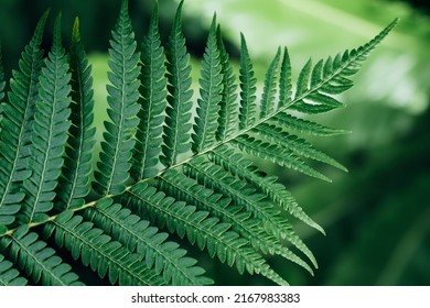 Green fern tree growing in summer. Fern with green leaves on natural background. Natural floral fern background . Summer green texture hundreds of ferns.  - Powered by Shutterstock