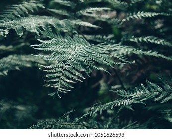 Green Ferns In Australian Rainforest