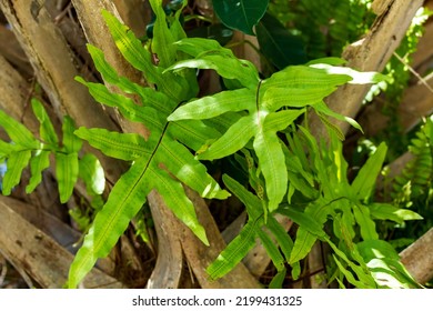 Green Ferns Growing On A Sabal Palm