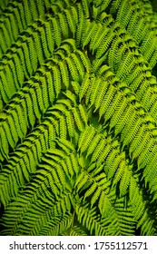 Green Ferns in Herringbone Pattern