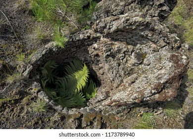 green ferns into a "Pietra Cannone" (Cannon Stone is empty lava rock cylinder formed by the lava cooling around the trunk of a tree that slowly carbonises) in Etna Park, Sicily