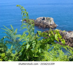 Green Ferns On The Coast Of Biscay Bay