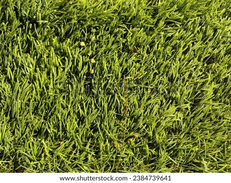 green fiber grass background texture.