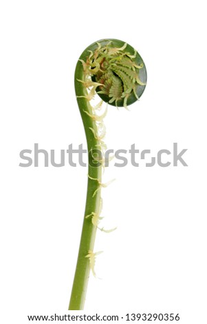 Green Fiddlehead fern (Matteuccia struthiopteris) isolated on white background