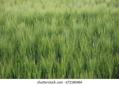 Green Field