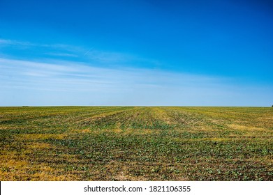 Green Field After Harvest And Winter Sowing