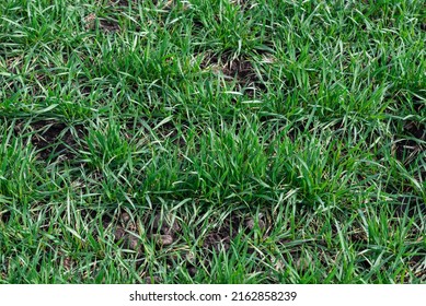 Green field as a background.  Green grass in spring. 