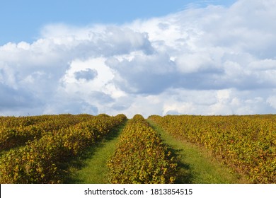 Green field of blackcurrant. Cloudy blue sky background