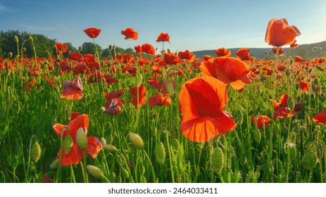 green field of blooming poppy in evening light. wonderful spring scenery in carpathian mountains of ukraine. beautiful nature background with red flowers - Powered by Shutterstock