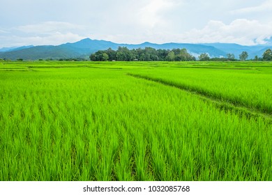 Green Field, Blue Mountain And Unlimited Sky In Nan Province Of Thailand