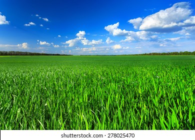 Green Field And Blue Sky