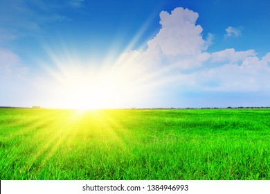 sunny field background