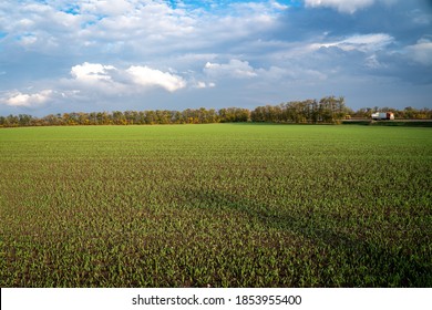 Green Field And Blue Sly