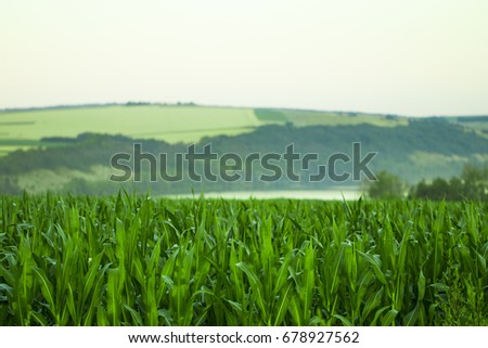 Green field with corn. Blue cloudy sky. Sunrise on the horizon.
