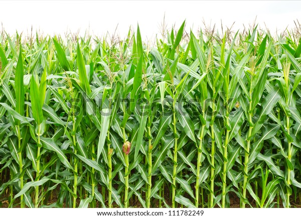 Green Field Corn Growing Thailand Stock Photo 111782249 | Shutterstock