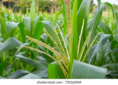 Green Field Corn Plant Close Up