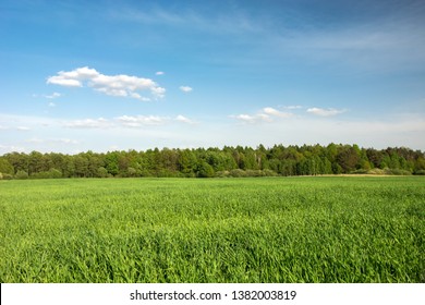 Green Field, Forest On The Horizon And White Clouds On Blue Sky