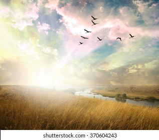 Green field of grass and flying birds
