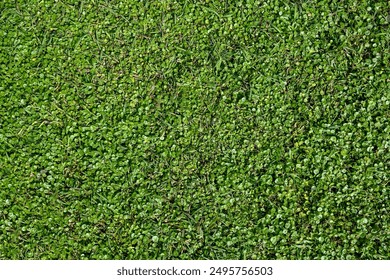 A green field with a lot of grass. The field is very lush and full of life - Powered by Shutterstock