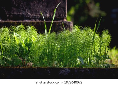 Green Field Horsetail Weed Near Grave Stone