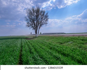 Green Field With Juicy Shoots Of Winter Wheat In Foreground.
Barns, Farm And Silo With Field In Background. Large Cattle Farm. State Farm Supplies Milk And Meat