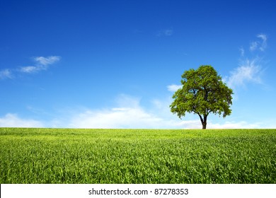 Green Field With Lone Tree