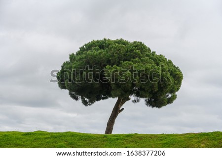 Similar – Image, Stock Photo lonely tree in the citadel of Berat