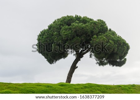 Similar – Image, Stock Photo lonely tree in the citadel of Berat