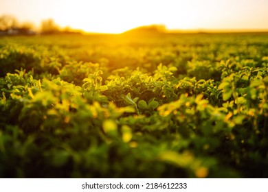 Green Field Of Lucerne (Medicago Sativa) Summer Time Against Sunlight. Field Of Fresh Grass Growing. 