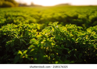 Green Field Of Lucerne (Medicago Sativa) Summer Time Against Sunlight. Field Of Fresh Grass Growing. 