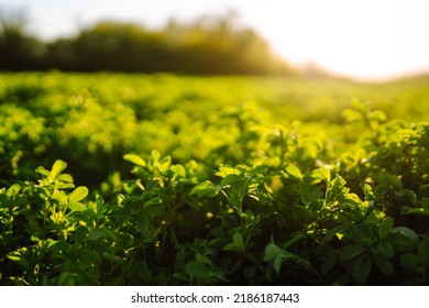 Green Field Of Lucerne (Medicago Sativa) Summer Time Against Sunlight. Field Of Fresh Grass Growing. 