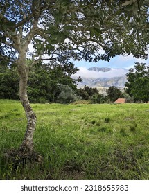 Green Field with Mountain Background Tree Foreground