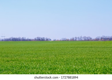 A Green Field On Which Grass Grows In The Background Is A Steeper Sky. Agricultural Landscape In The Summer. Grass Close Up