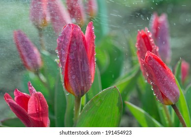 Green Field With Pink And Scarlet Tulips Under A Spring Rain.